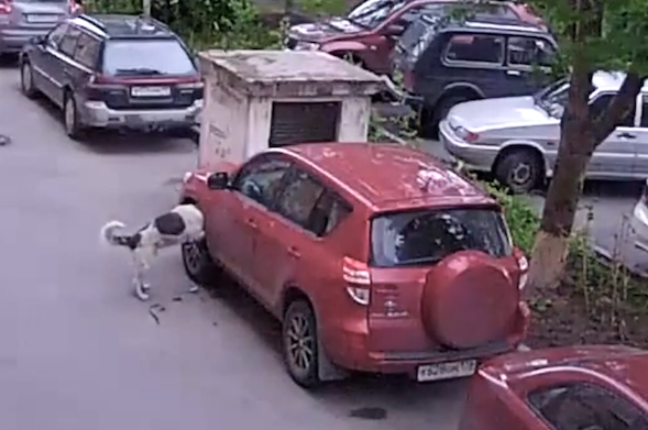 Dogs destroy car