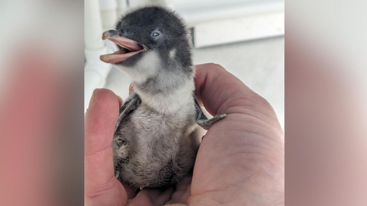 A tiny penguin chick sat in a man's hand