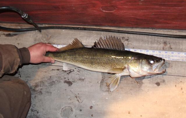 Warming Waters Means a Future With Fewer Walleye in Wisconsin