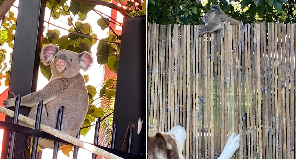 Two images of displaced koalas in a backyard.