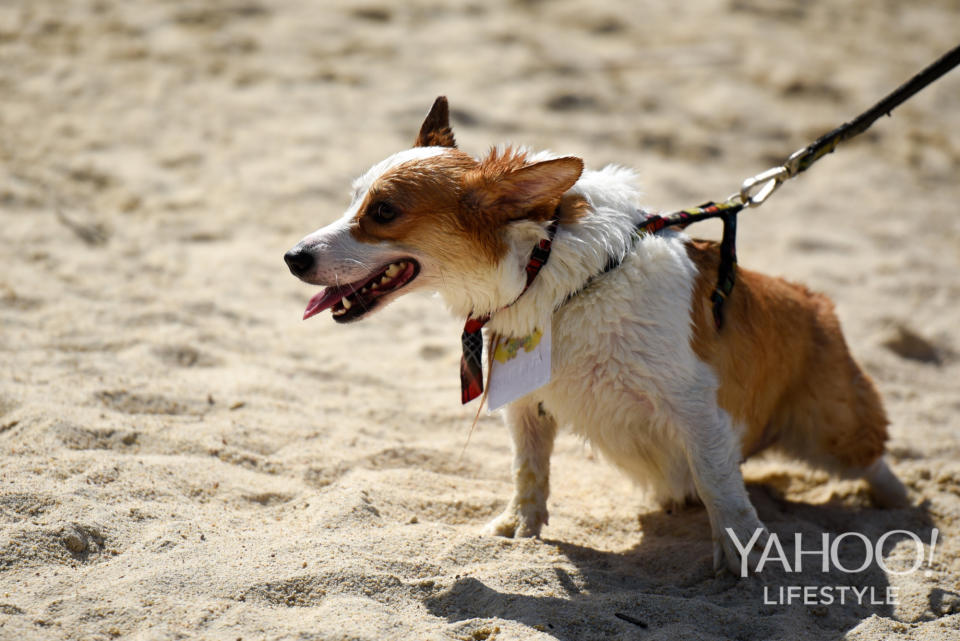 Corgi Gathering at Tanjong Beach