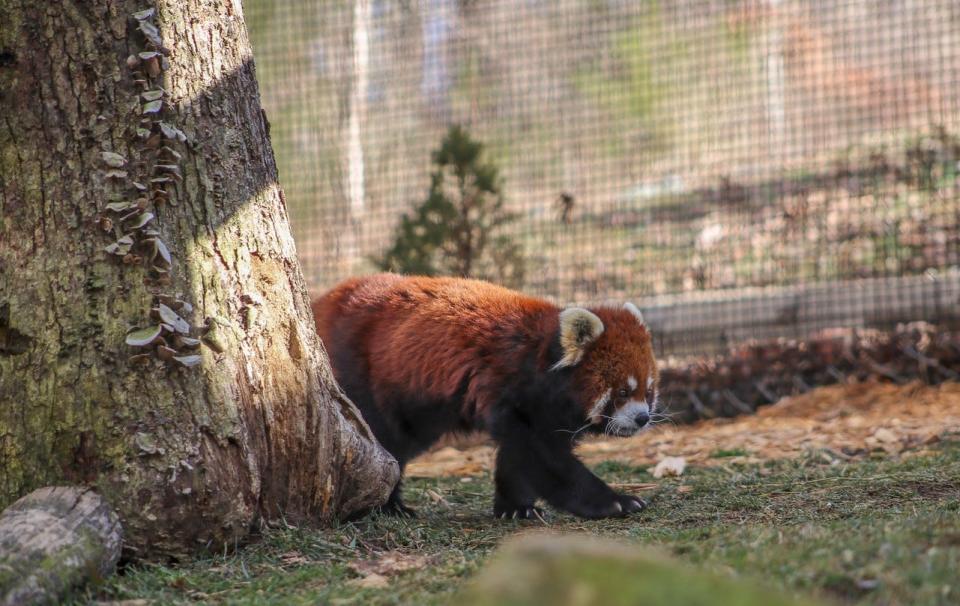 Phoenix, the WNC Nature Center's male red panda, takes a stroll in his exhibit in early February. The center's female red panda, Leafa, had to undergo a surgical procedure but is now back on exhibit.