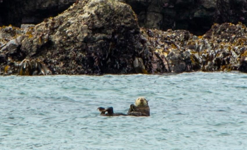 A pair of sea otters were spotted at Ecola Point in Cannon Beach on June 28, 2024. (Courtesy: Chanel Hason)