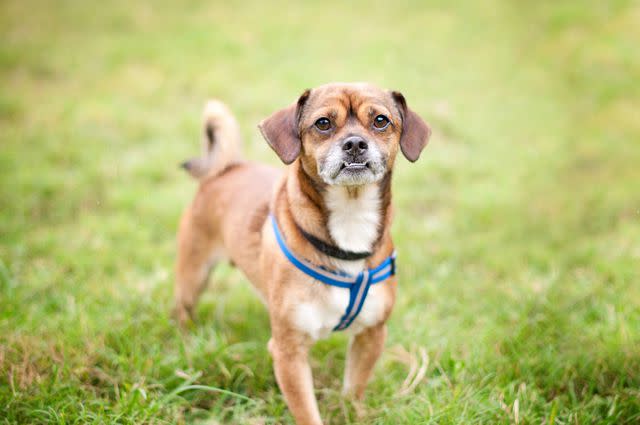 <p>Getty Images/Hillary Kladke</p> Chugs are a cross between a Chihuahua and a Pug.