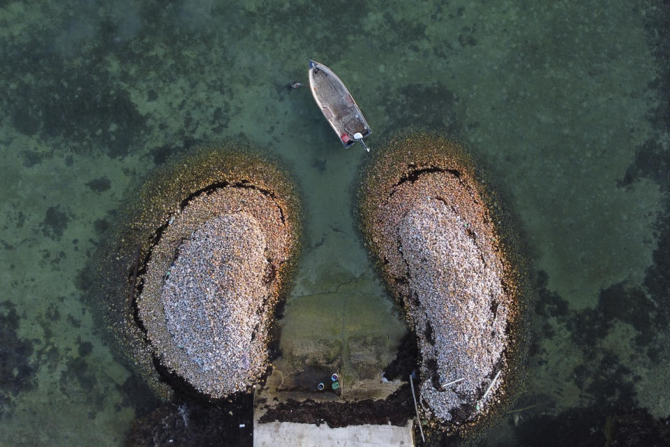 Pilas de conchas rodean un embarcadero al tiempo que un bote pesquero sale en busca de caracol rosado en West End, en la isla Gran Bahama, Bahamas, el domingo 4 de diciembre de 2022. (AP Foto/David Goldman)