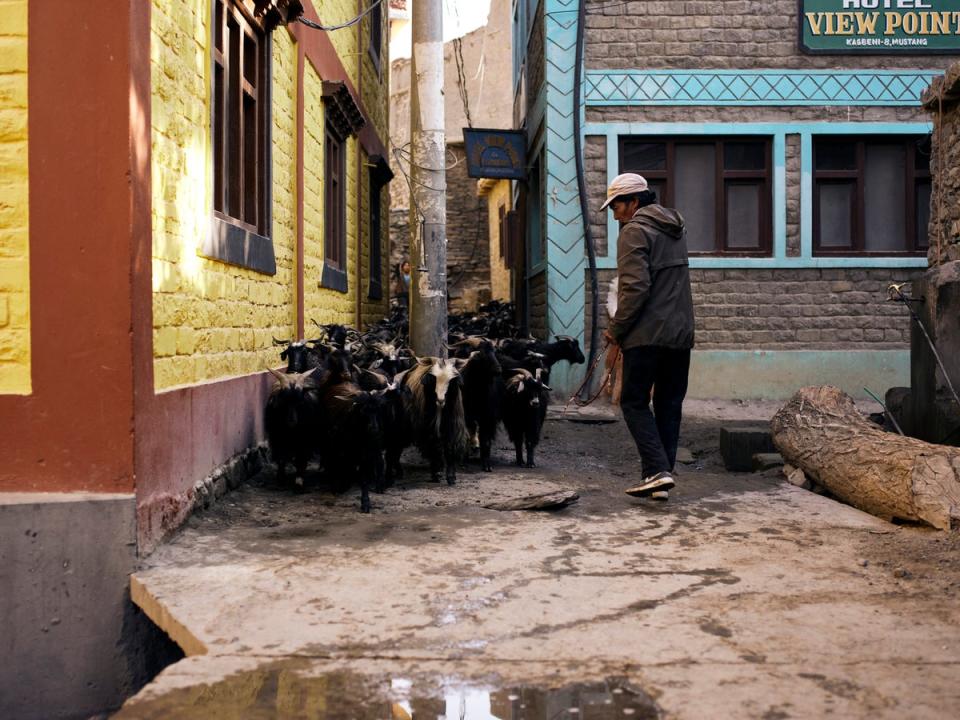 Aange Gurung leads his Changra goats out through the narrow streets of Kagbeni to the grazing above the village (Paddy Dowling)