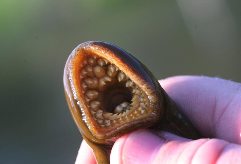 A man holds a sea lamprey on the banks of the Little Manistee River near Manistee, Michigan, in 2009.