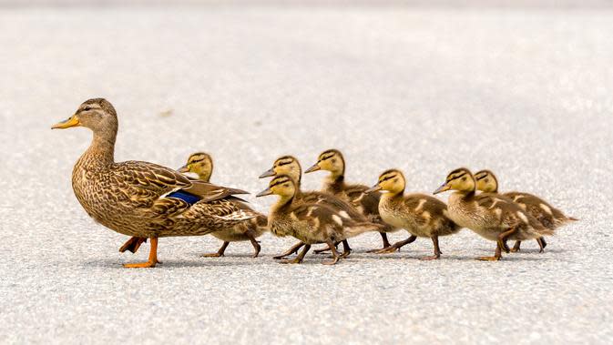 Tulislah adaptasi yang dilakukan oleh hewan bebek