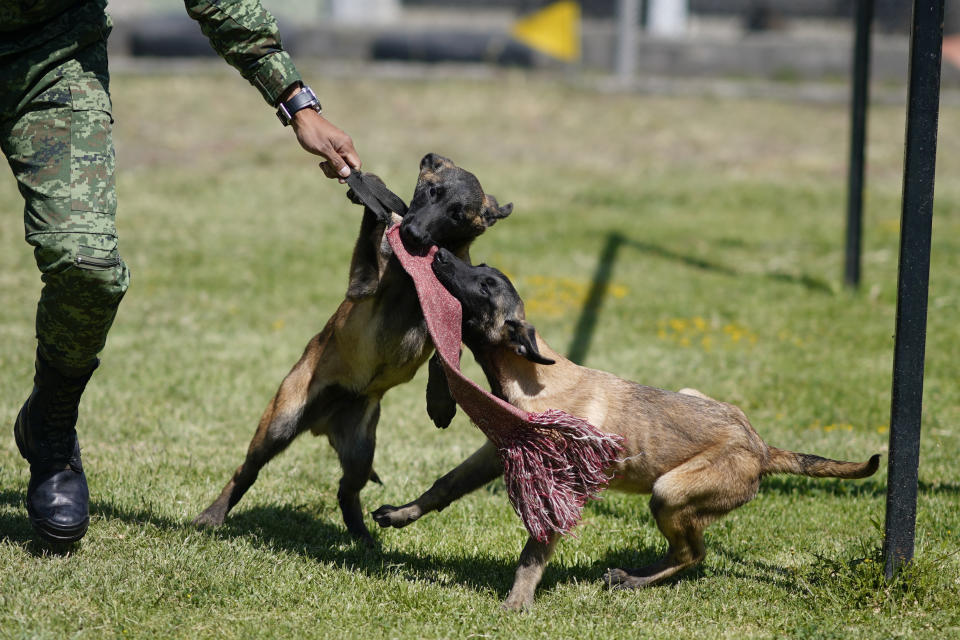 Un soldado entrena cachorros de pastor belga Malinois en el Centro de Producción Canina del Ejército y Fuerza Aérea Mexicanos en San Miguel de los Jagüeyez, México, el martes 26 de septiembre de 2023. El entrenamiento básico concluye cuando cumplen cuatro meses. En ese momento son enviados a las unidades militares donde recibirán adiestramiento de obediencia y a partir de los ocho empezará la capacitación específica en búsqueda, rastreo, detección de drogas y explosivos, guardia y protección. (AP Foto/Eduardo Verdugo)