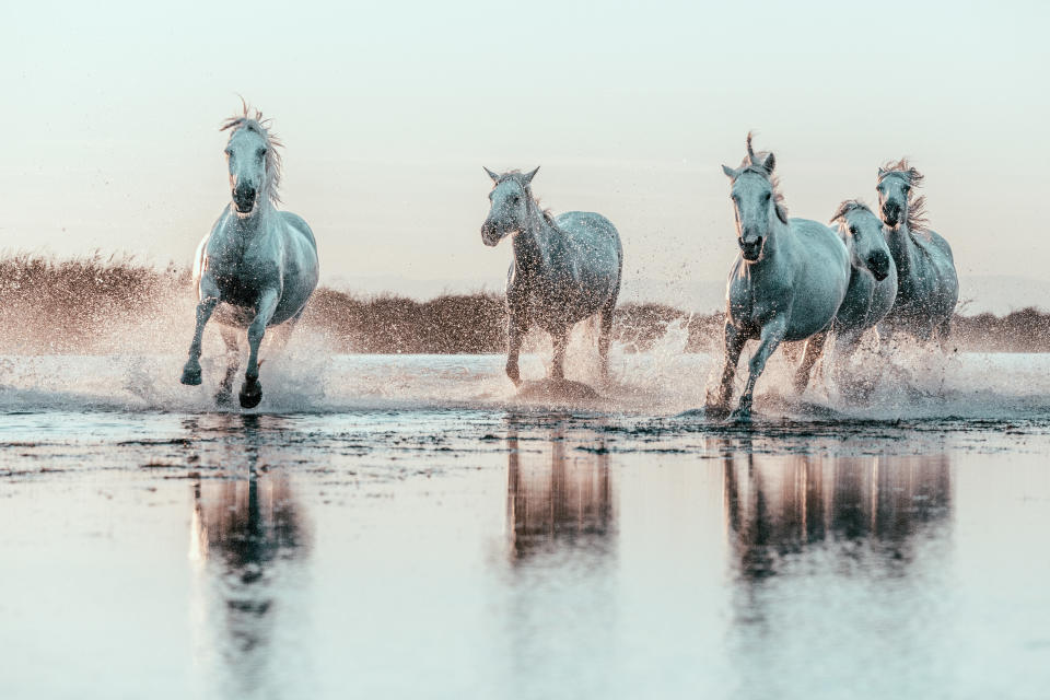 Wild White Horses of Camargue running in water