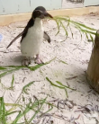 皮埃爾是大洋洲動物園中唯一一隻北鳳冠企鵝。（圖片來源／Twitter @PerthZoo）
