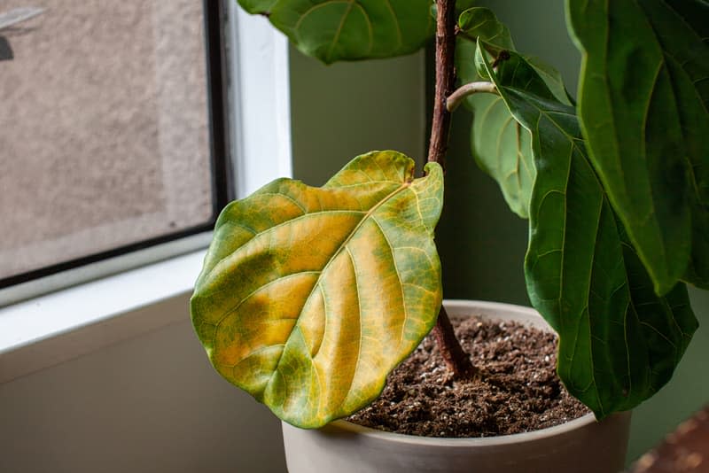 A beautiful fiddle leaf fig houseplant sits in a pot by a window for bright, indirect light, but has a large yellowing leaf. Overwatering or under fertilization may be the cause of the issue