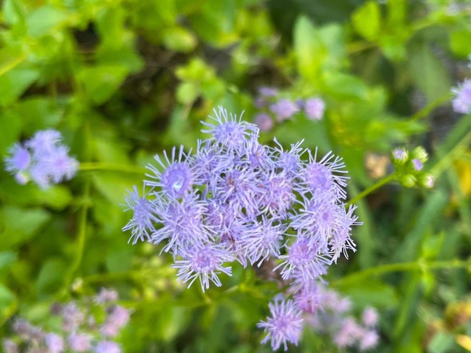 The blue mistflower, or ageratum, presents a bundle of fuzzy purple flowers.