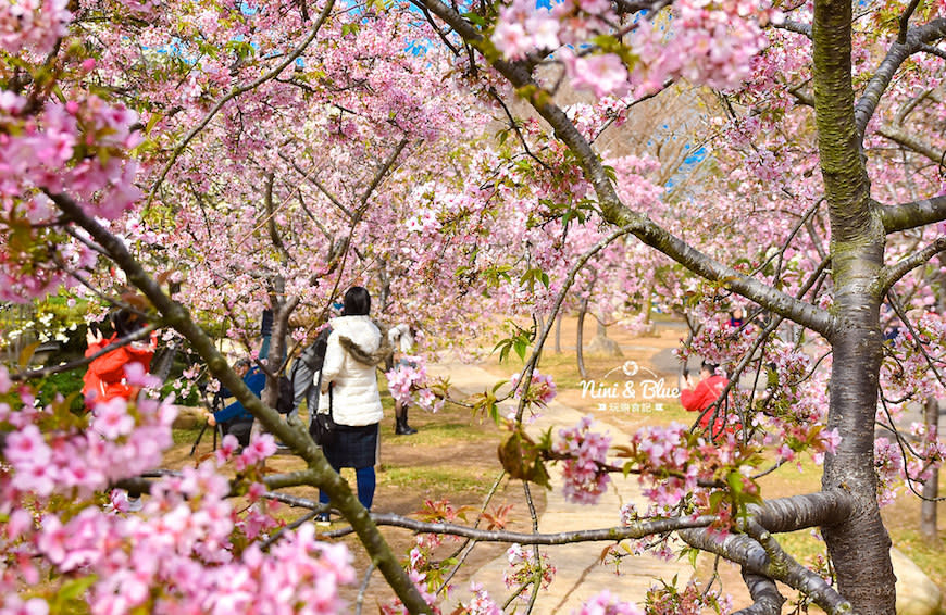 台中后里｜2021 中科崴立櫻花公園