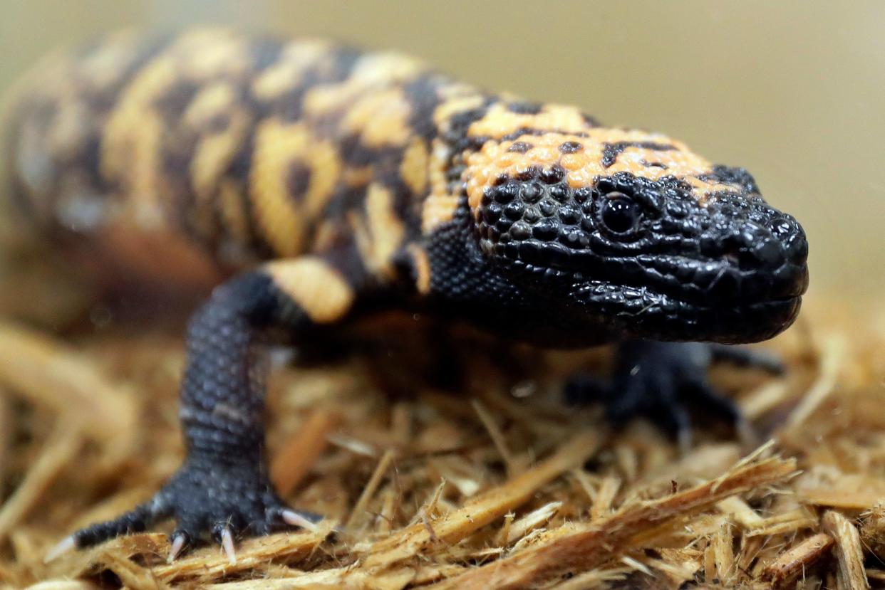A Gila monster is displayed at the Woodland Park Zoo in Seattle, Dec. 14, 2018. Gila monster bites are often painful to humans, but normally aren't deadly, experts say.