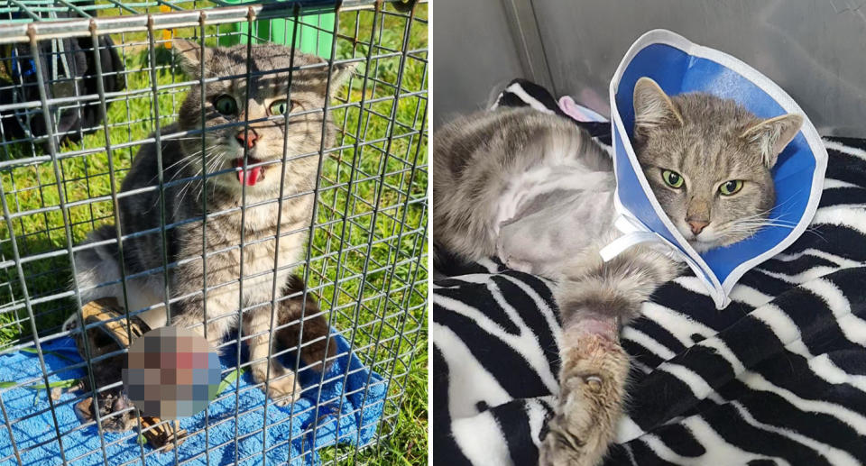 A photo of a one-year-old cat named Remy in a cage after having one if his front legs caught in a steel-jaw trap behind a property on The Oaks Parade in Aberfoyle Park, Adelaide. Another photo of him after his surgery to have his leg amputated.