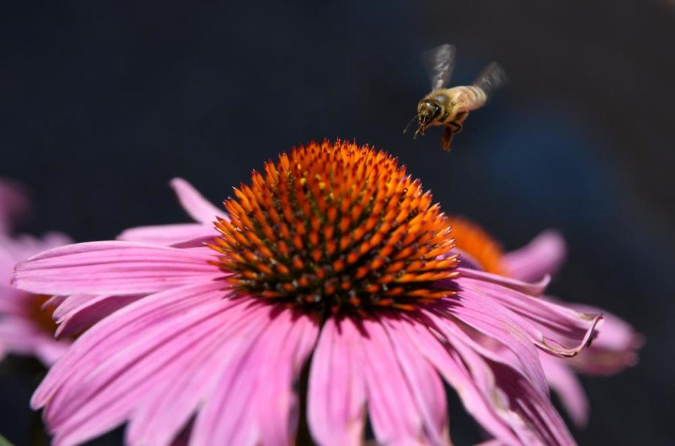 A honey bee visits a purple cornflower blossom in Santa Fe, NM.