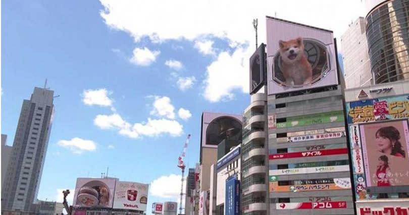 秋田犬的可愛模樣，成了澀谷車站新地標。