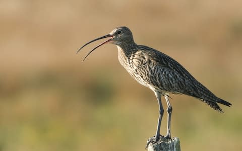 Curlews can be seen in the area - Credit: Sandra Standbridge/Moment RF&nbsp;
