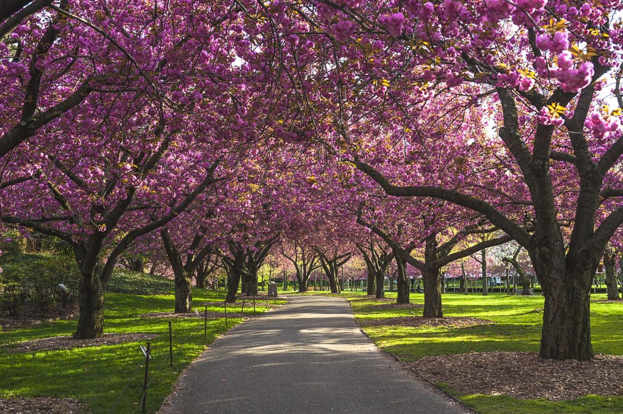 cherry blossom