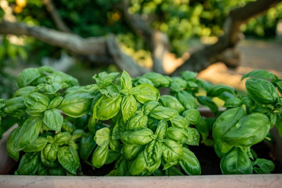 Multiple basil plants in outdoor garden.