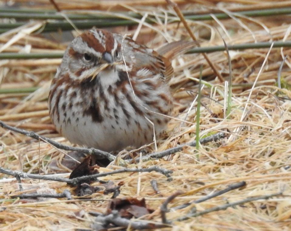 Song sparrow in Eastport, Maine foraging for nest materials.