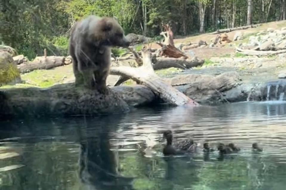 “A #natgeo trainwreck for my daughters birthday, thanks JUNIPER,” mother Rachelle captioned the clip of the impromptu feeding. Rachelle via Storyful