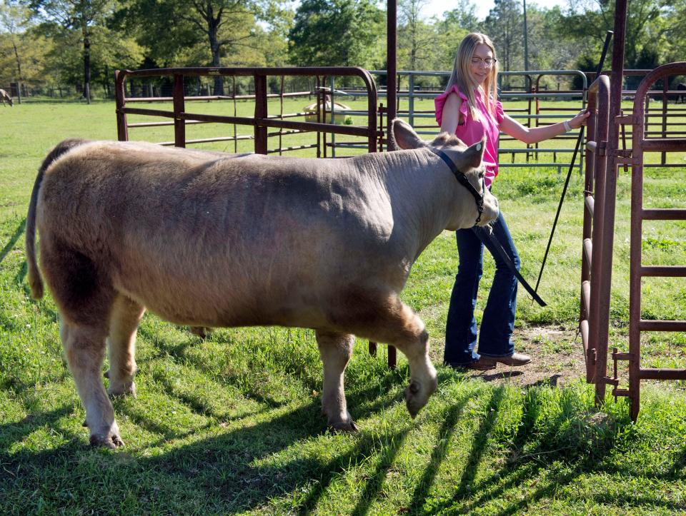 Leah Rutherford exercises Smoke Show as she prepares the steer for the upcoming Santa Rosa County Fair and Youth Live Stock Competition on Friday, March 29, 2024. The annual fair and livestock competition is April 5-6