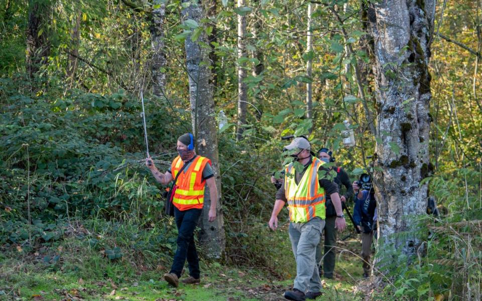 Scientists in Washington tracked the hornets to Blaine, in Whatcom County - AP