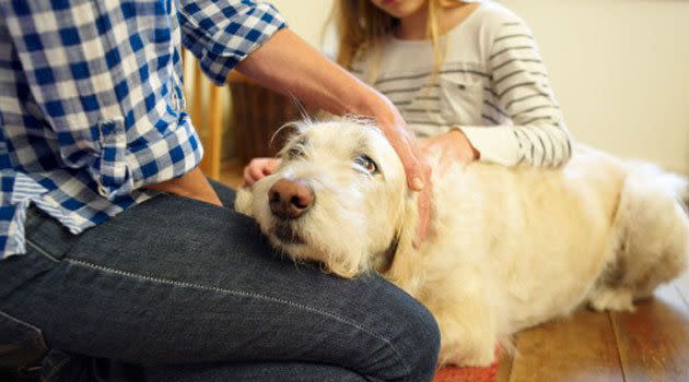 Experts stress it's important to supervise children when around pets.