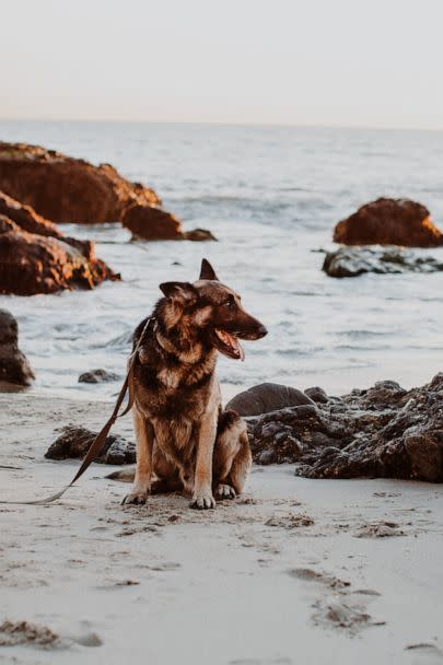 PHOTO: Trish Bauer rescued Cooper after she saw a reel on Instagram about him being euthanized if no one rescued him. (Courtesy of Trish Bauer)