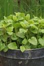 <p>Lemon balm is very easy to grow in full sun and well-drained soil. Keep it in a container so it doesn’t spread rampantly throughout the garden.</p><p><strong>How to use:</strong> Pour one cup boiling water over five or six fresh leaves. Steep for five minutes, strain and sweeten. Drink several times a day for an upset tummy.</p><p><a class="link " href="https://www.amazon.com/Three-Company-Healthy-Live-Reliever/dp/B07HV9PM3G/ref=sr_1_3?tag=syn-yahoo-20&ascsubtag=%5Bartid%7C10050.g.29804807%5Bsrc%7Cyahoo-us" rel="nofollow noopener" target="_blank" data-ylk="slk:SHOP LEMON BALM;elm:context_link;itc:0;sec:content-canvas">SHOP LEMON BALM</a></p>