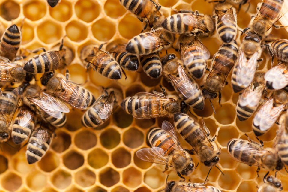 Das Wort "Bienensterben" hatte eine besondere Bedeutung für das Engagement für den Schutz der Artenvielfalt. (Bild: Getty Images)