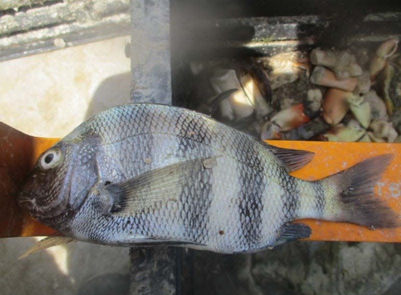 Undersized sheepshead found by Florida Fish and Wildlife Commission officers that was allegedly illegally harvested by a Pineland man April 2.