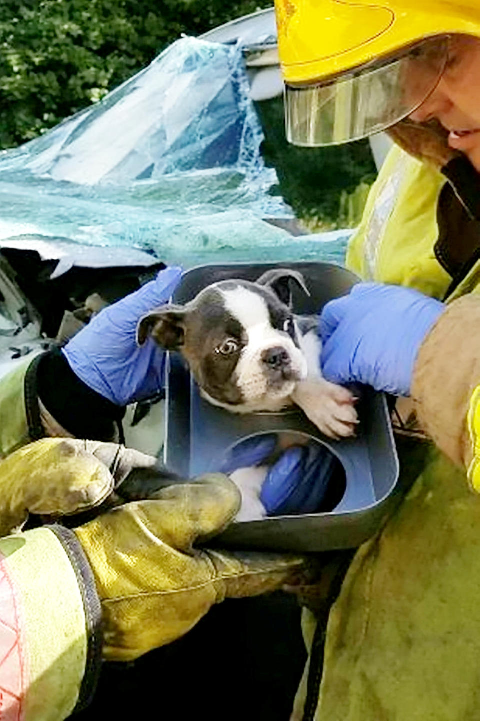 <em>Miraculous – Memphis escaped uninjured after being trapped in the footwell of the van (Picture: SWNS)</em>