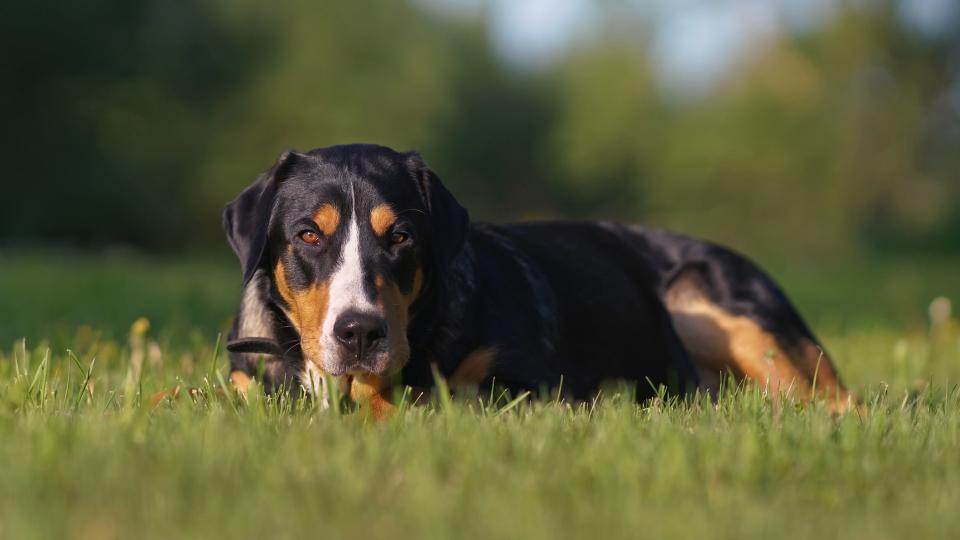 a greater Swiss mountain dog lies in the grass