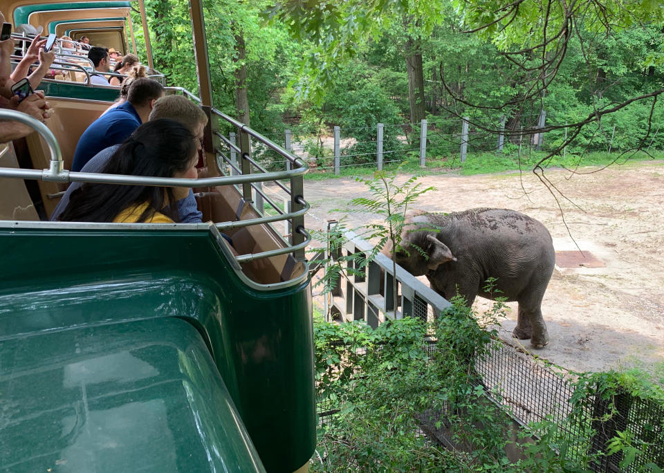 Visitors to the Bronx Zoo view Happy the elephant from monorail on Oct.27, 2019.<span class="copyright">Courtesy Nonhuman Rights Project/Gigi Glendinning</span>