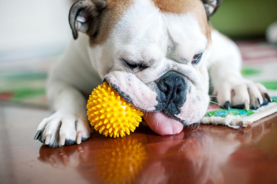 Hund beißt auf Igelball herum