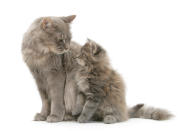 <p>Maine coon mother cat, Serafin, and her kitten, 7 weeks old, looking lovingly at each other. (Warren Photographic/Mercury Press) </p>