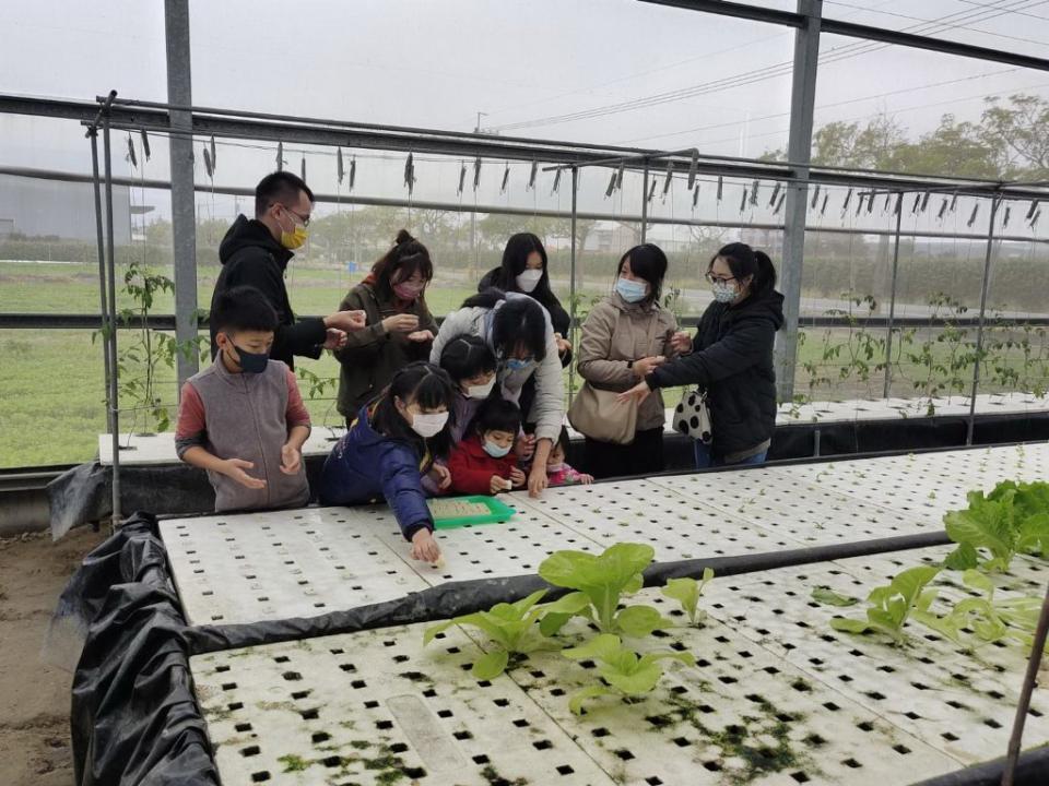 台南市餐廳業者安排員工及子女到安定魚菜共生農場，進行種菜及拔菜體驗。（記者林相如攝）