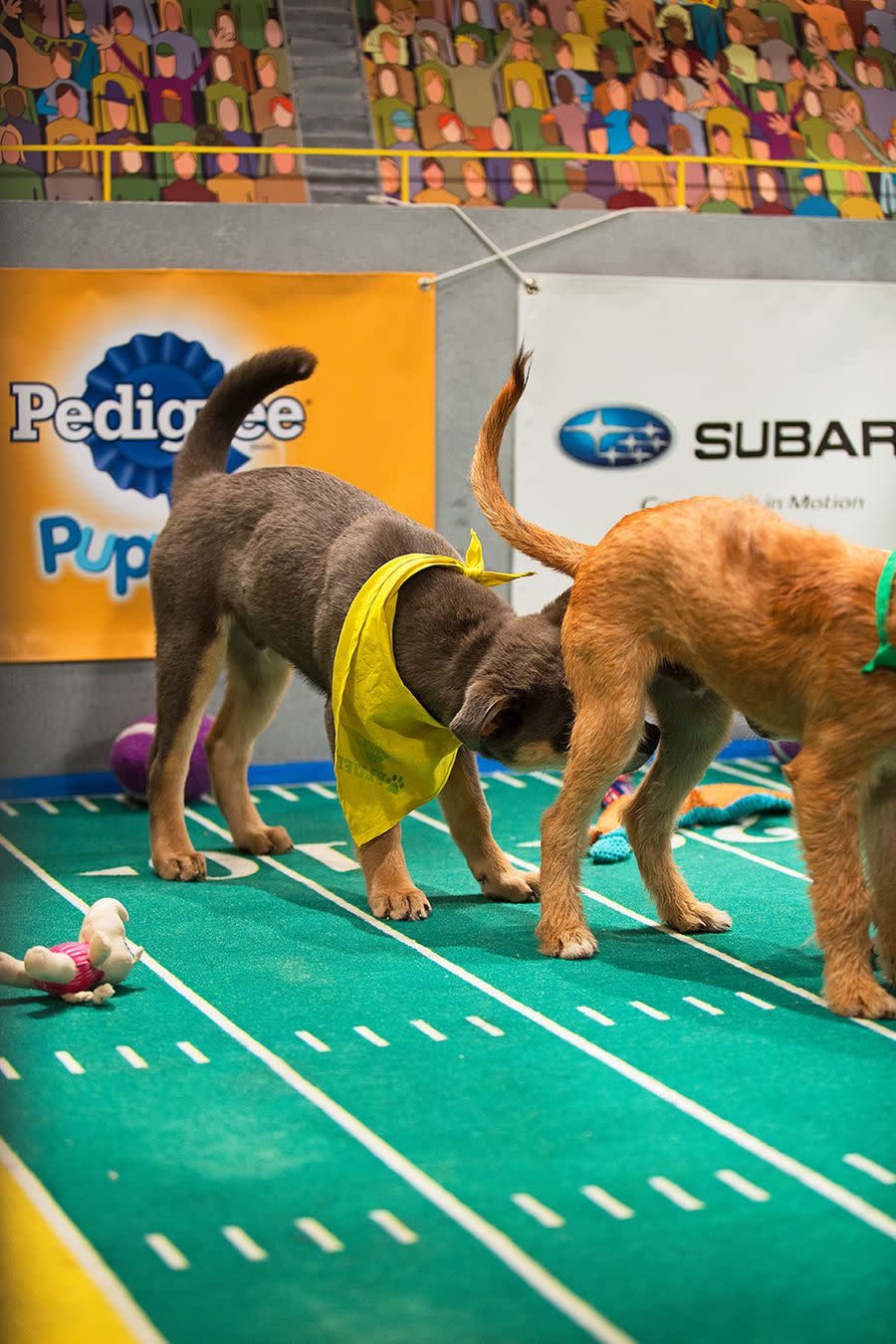 Puppy Bowl 2017