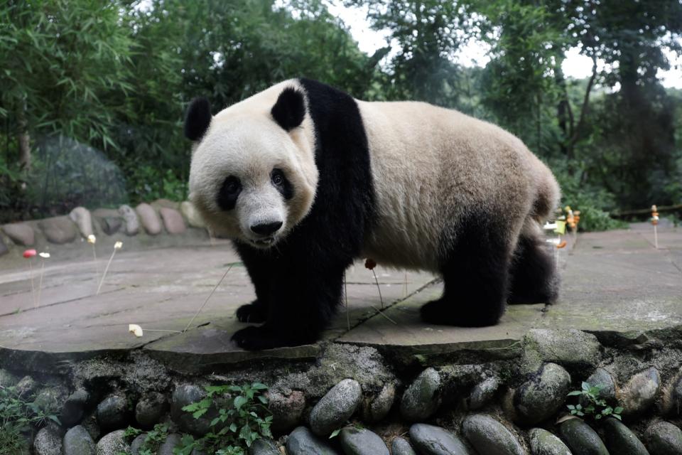 去年從日本上野動物園回到中國的大貓熊「香香」，12日在四川「中國大熊貓保護研究中心雅安碧峰峽基地」慶祝7歲生日。路透社