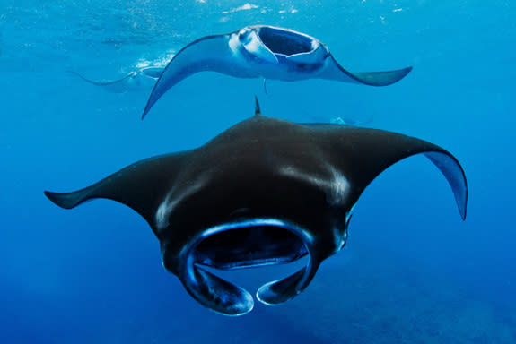 Reef mantas (Manta alfredi) swim through the plankton rich waters off the coast of Nusa Penida, where major ocean currents converge between the Pacific and Indian Ocean.