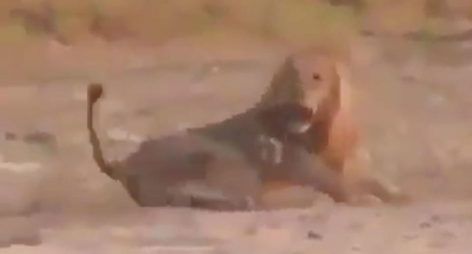 The lion wakes from his slumber after shots are fired. Source: Twitter/ Protect All Wildlife