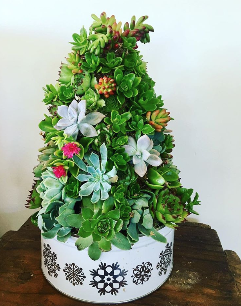 <p>Utiliza una maceta navideña para darle ese toque festivo extra.<br><br>(Foto Instagram @popupsucculentshop) </p>