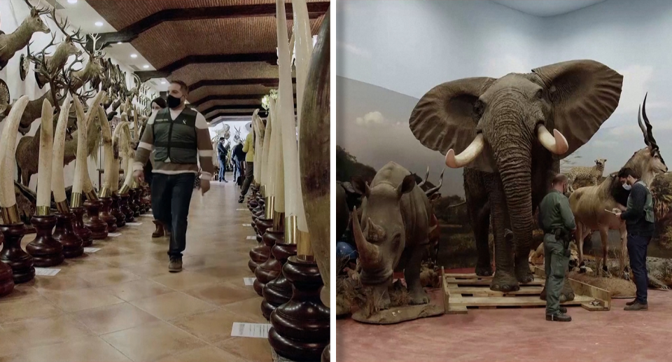 Left - a man walking down a corridor surrounded by elephant tusks. Right - Taxidermy animals including a large elephant.