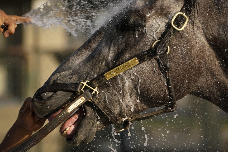 Arcangelo is bathed after training ahead of the Belmont Stakes horse race, Friday, June 9, 2023, at Belmont Park in Elmont, N.Y. (AP Photo/John Minchillo)