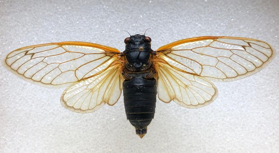 Brood XIII periodical cicadas were last seen in Wisconsin in 2007. They are emerging in southern parts of the state in late May 2024 and should be gone by early July.