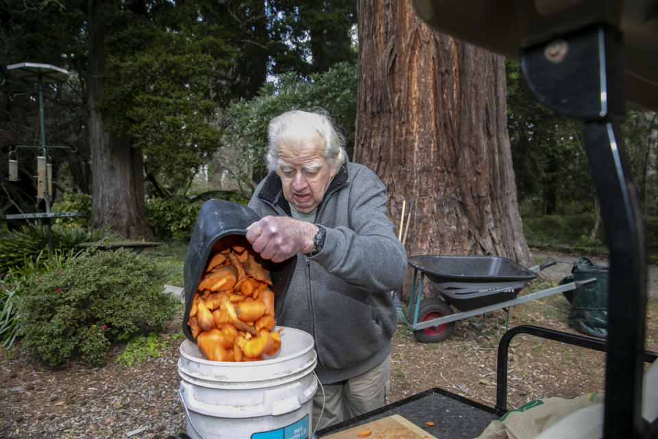 Conservationist Peter Pigott emptying a bucket full of sweet potatoes in his parma wallaby habitat.