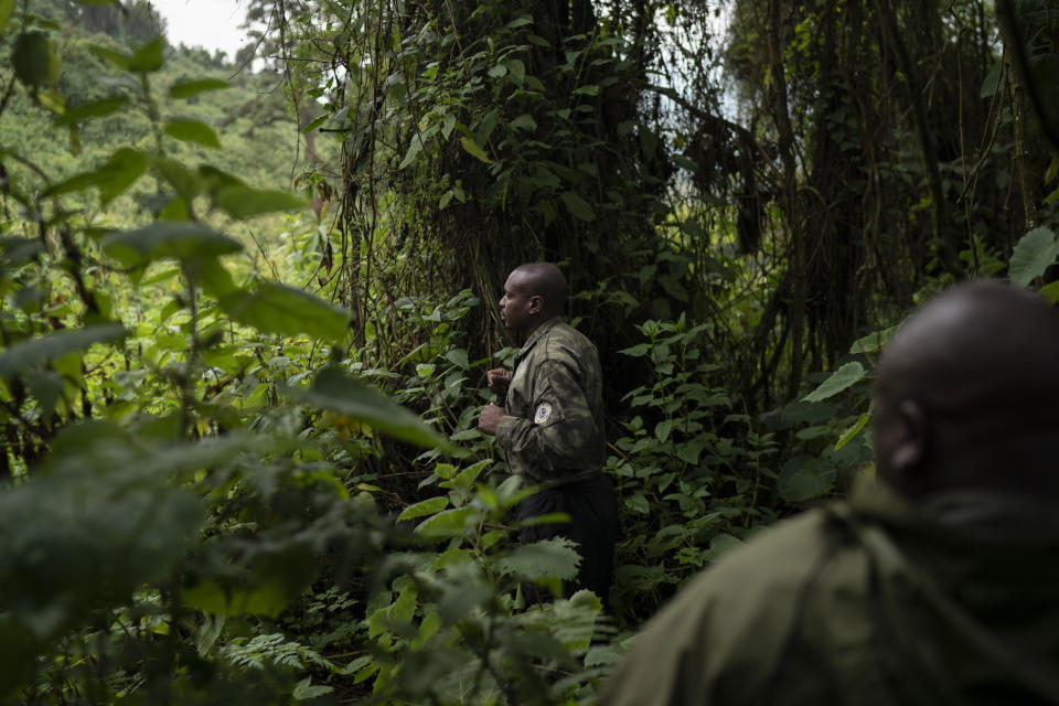 In this Sept. 3, 2019 photo, gorilla tracker Fidele searches for gorillas from the Titus group in the Volcanoes National Park, Rwanda. The trackers are the backbone of the entire conservation project. Their work enables the scientists, tour guides and veterinarians to find gorillas quickly and do their jobs. (AP Photo/Felipe Dana)